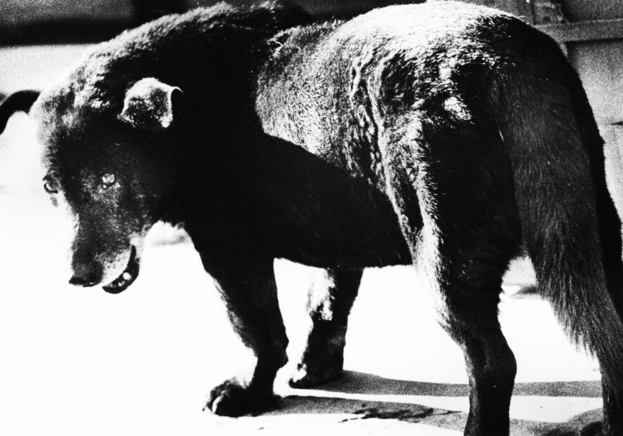 Du 20 mai au 4 octobre 2026 : Prochaine exposition à la Fondation : Daido Moriyama - Lettres d'amour à la photographie